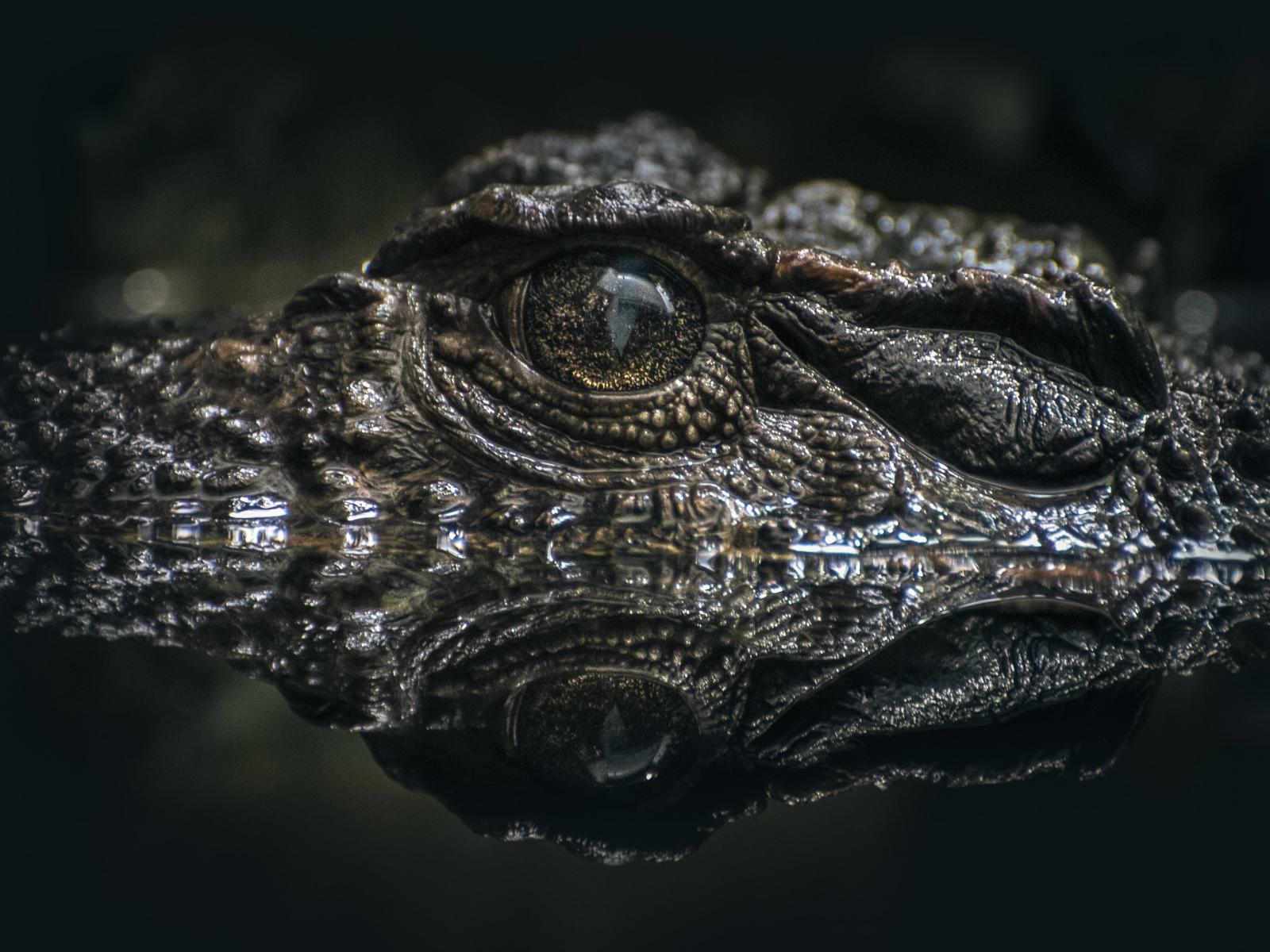 Alligator Wallpapers - Wallpaper Cave