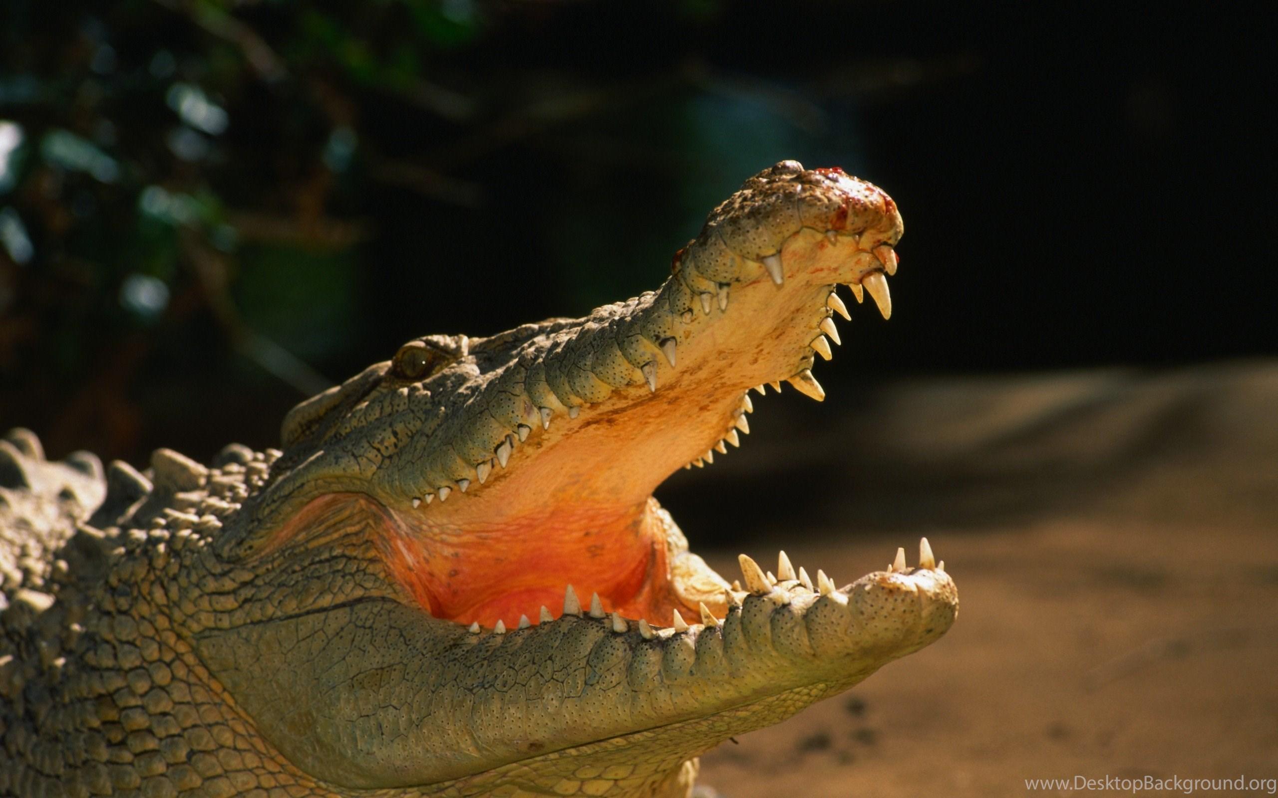 Alligator Wallpapers - Wallpaper Cave