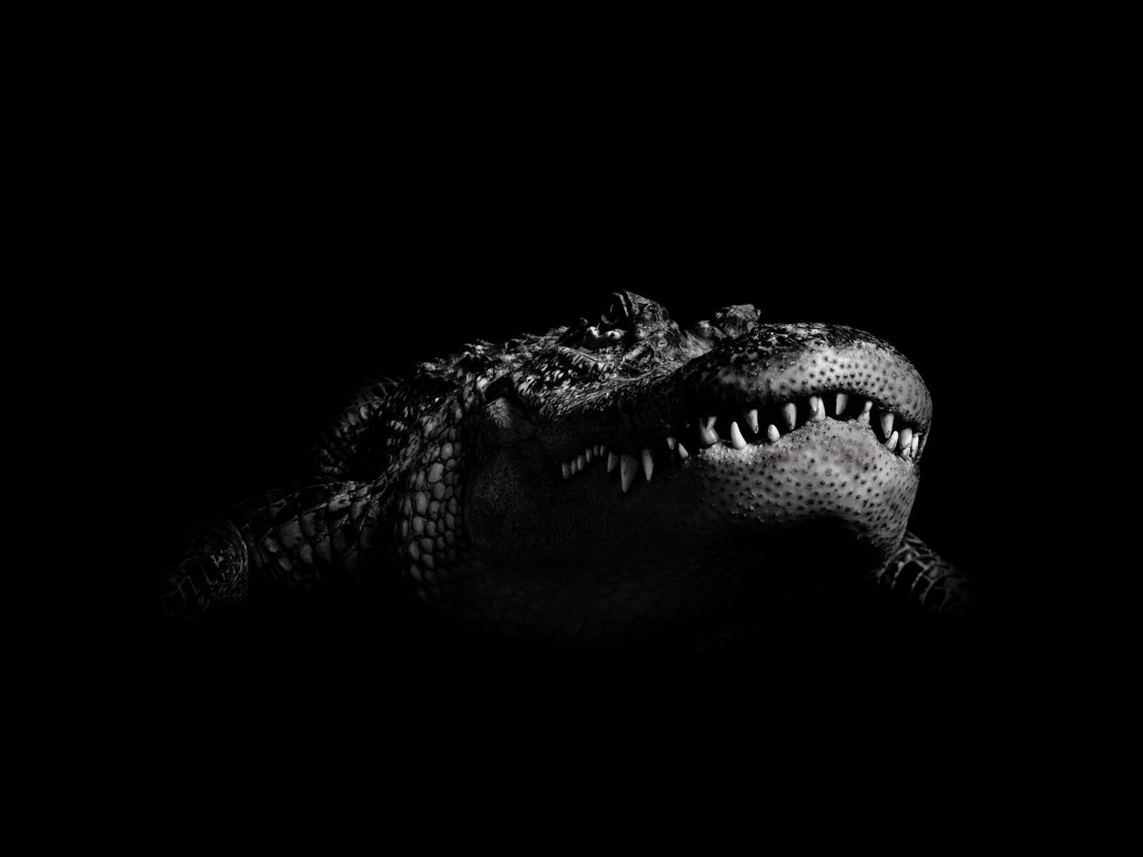 Alligator Wallpapers - Wallpaper Cave