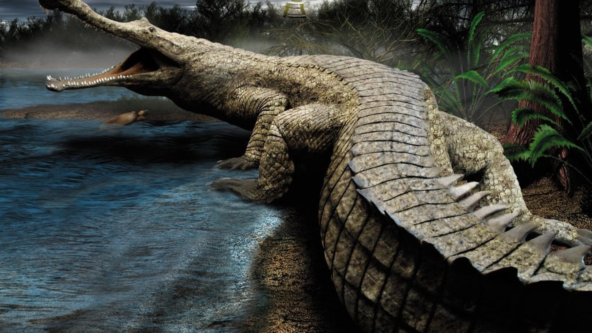 Alligator HD Wallpaper