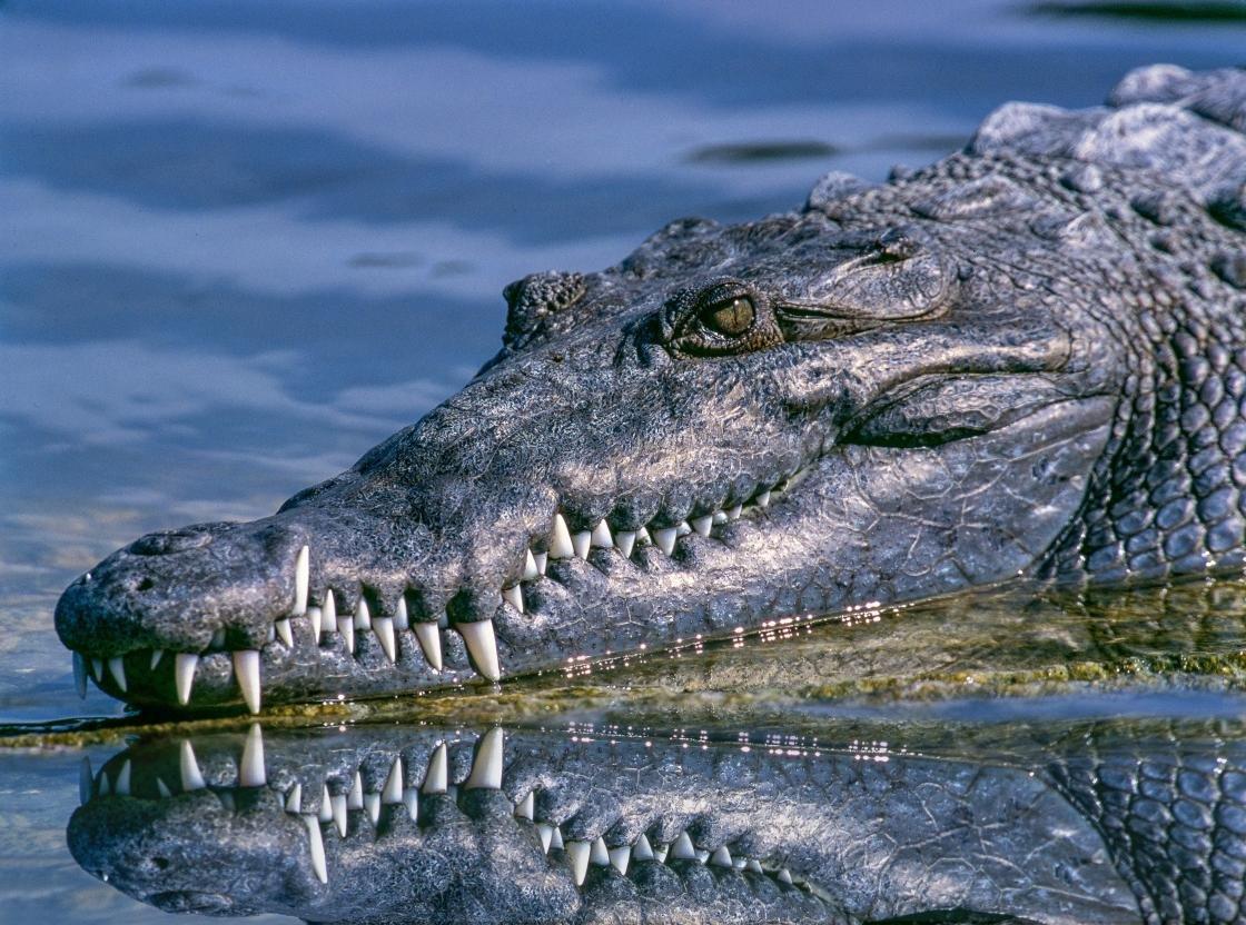 Alligator Wallpapers - Wallpaper Cave