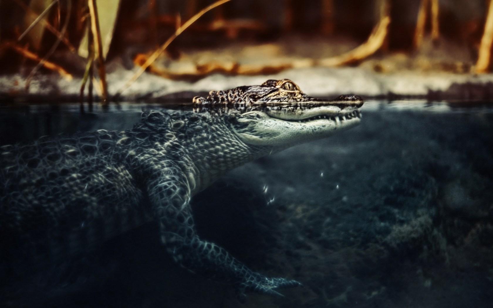 Alligator Wallpapers - Wallpaper Cave