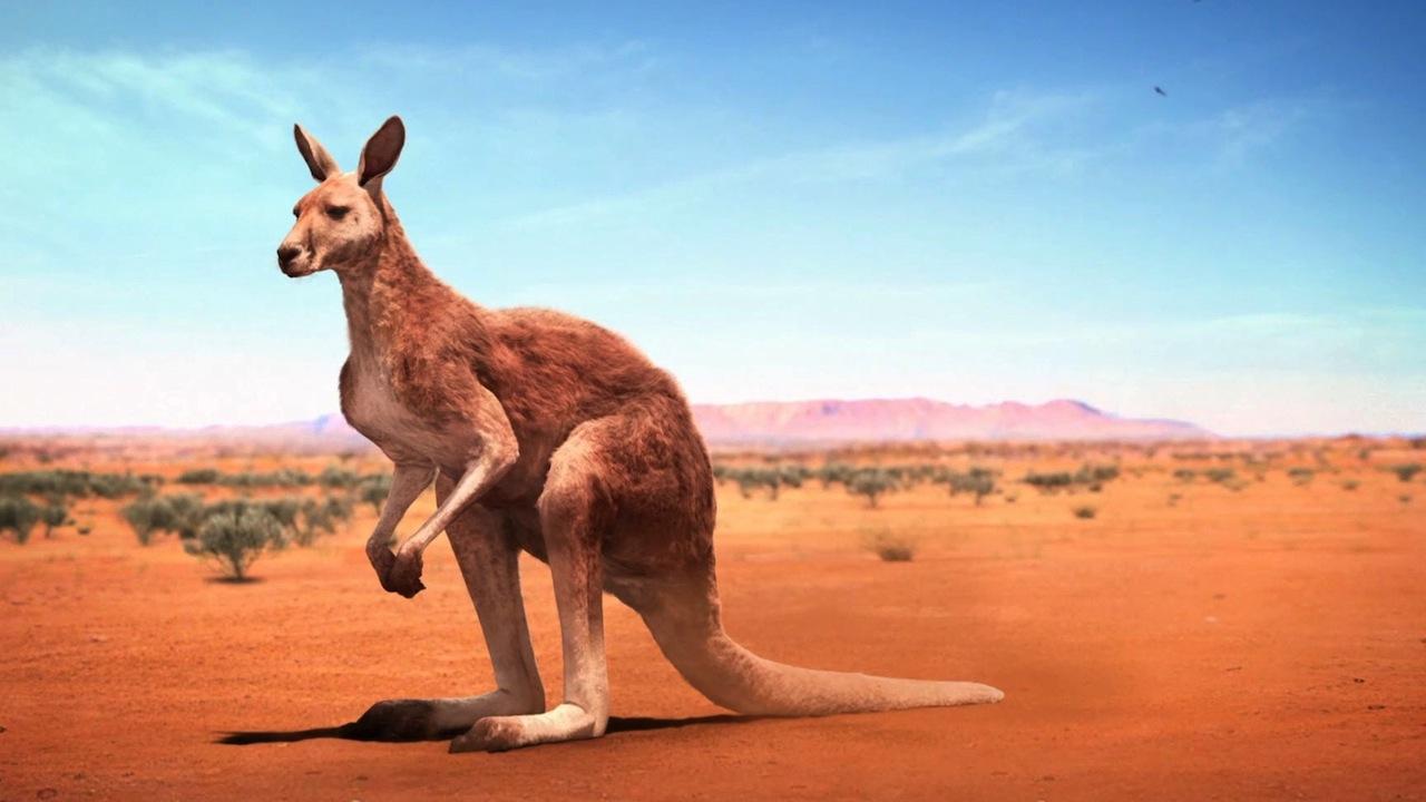 Kangaroo Animal Facts HD Wallpaper Download