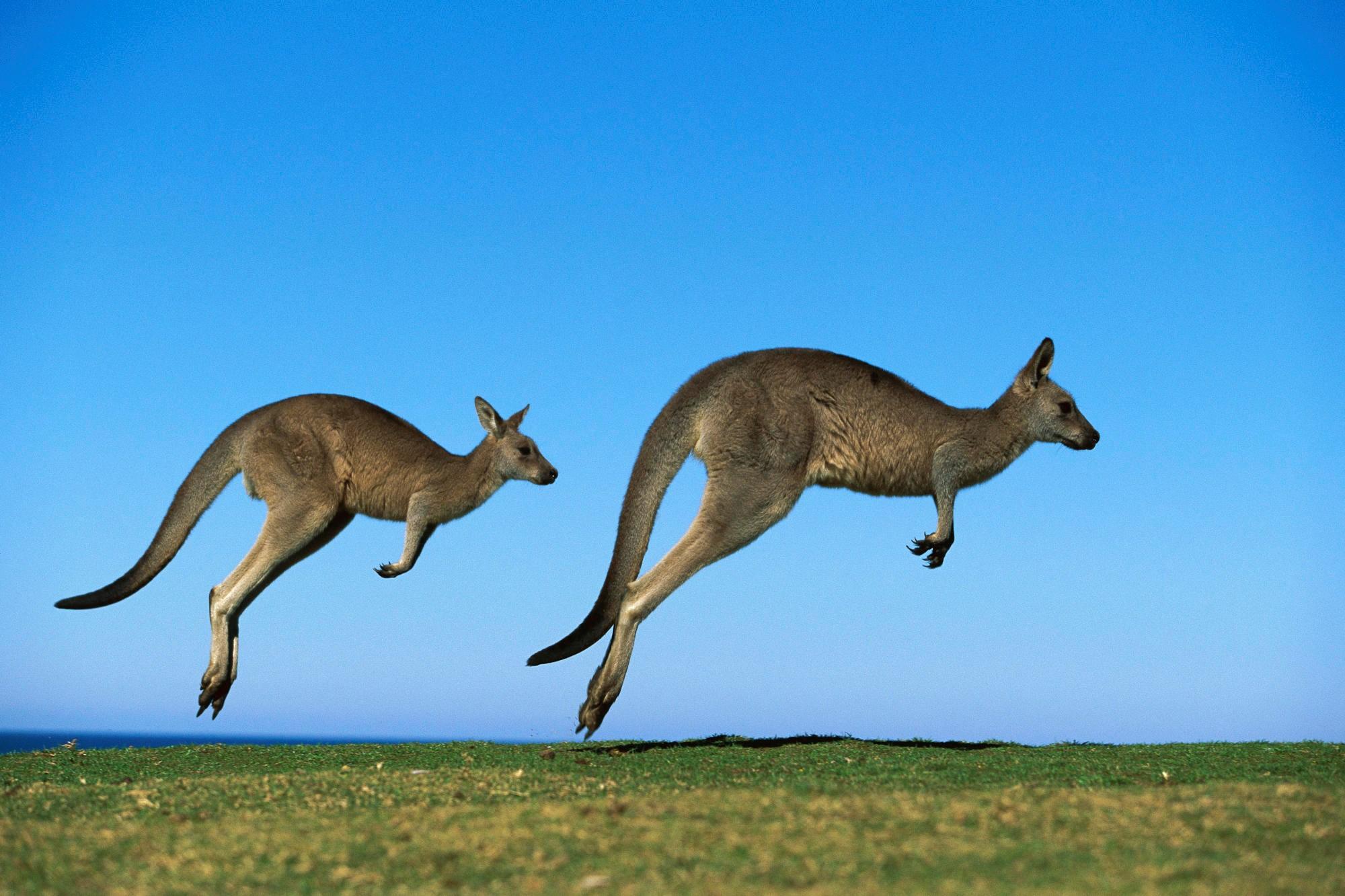 Animal Kangaroo HD Wallpaper