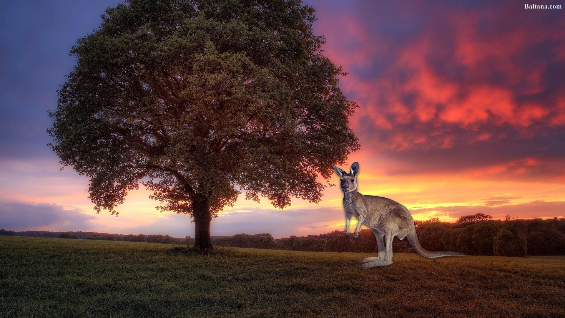 Kangaroo Wallpaper HD Background, Image, Pics, Photo Free