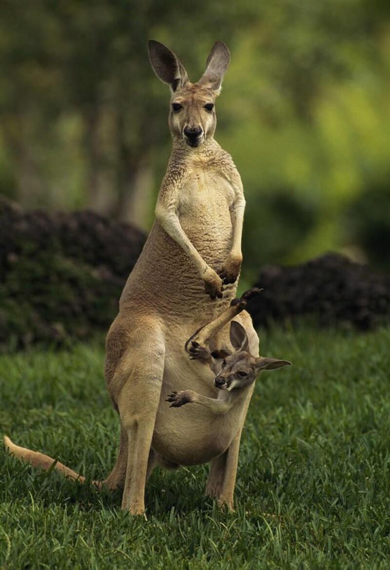 Animals Beautiful Australia Kangaroo Wallpaper