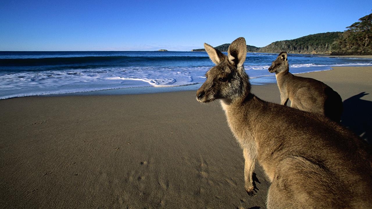 Wallpaper Kangaroo Eastern Grey Kangaroos on the Beach, Australia