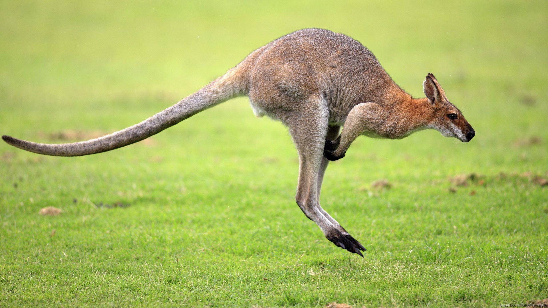 Best Photo Kangaroo HD Widescreen Wallpaper. Australia <3
