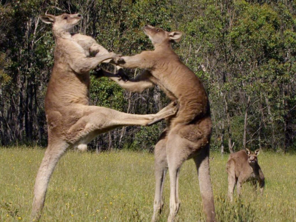 Download Kangaroo wallpapers for mobile phone free Kangaroo HD pictures