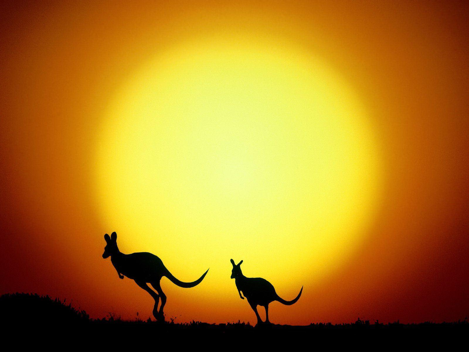 Kangaroo In Sunset HD Desktop Wallpaper, Instagram photo, Background