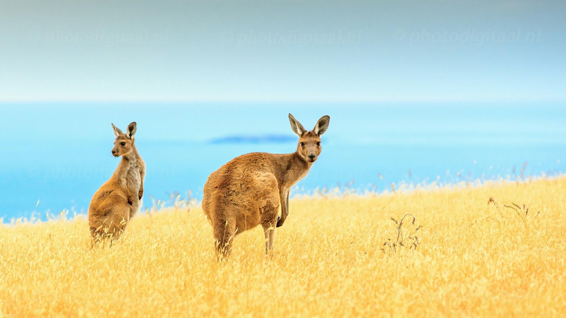 Kangaroo HD Wallpaper. Wallpaper Studio 10. Tens of thousands HD