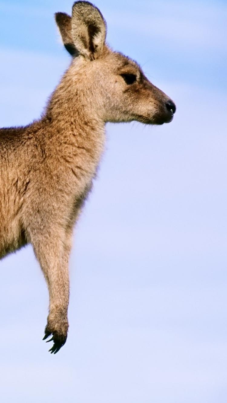 kangaroo HD Photo Desktop Background Wallpaper Image Download
