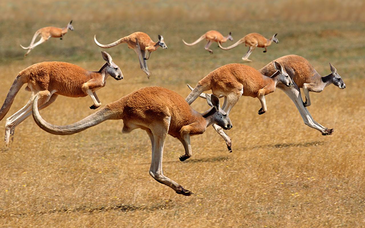Wallpaper Kangaroo Running Animals