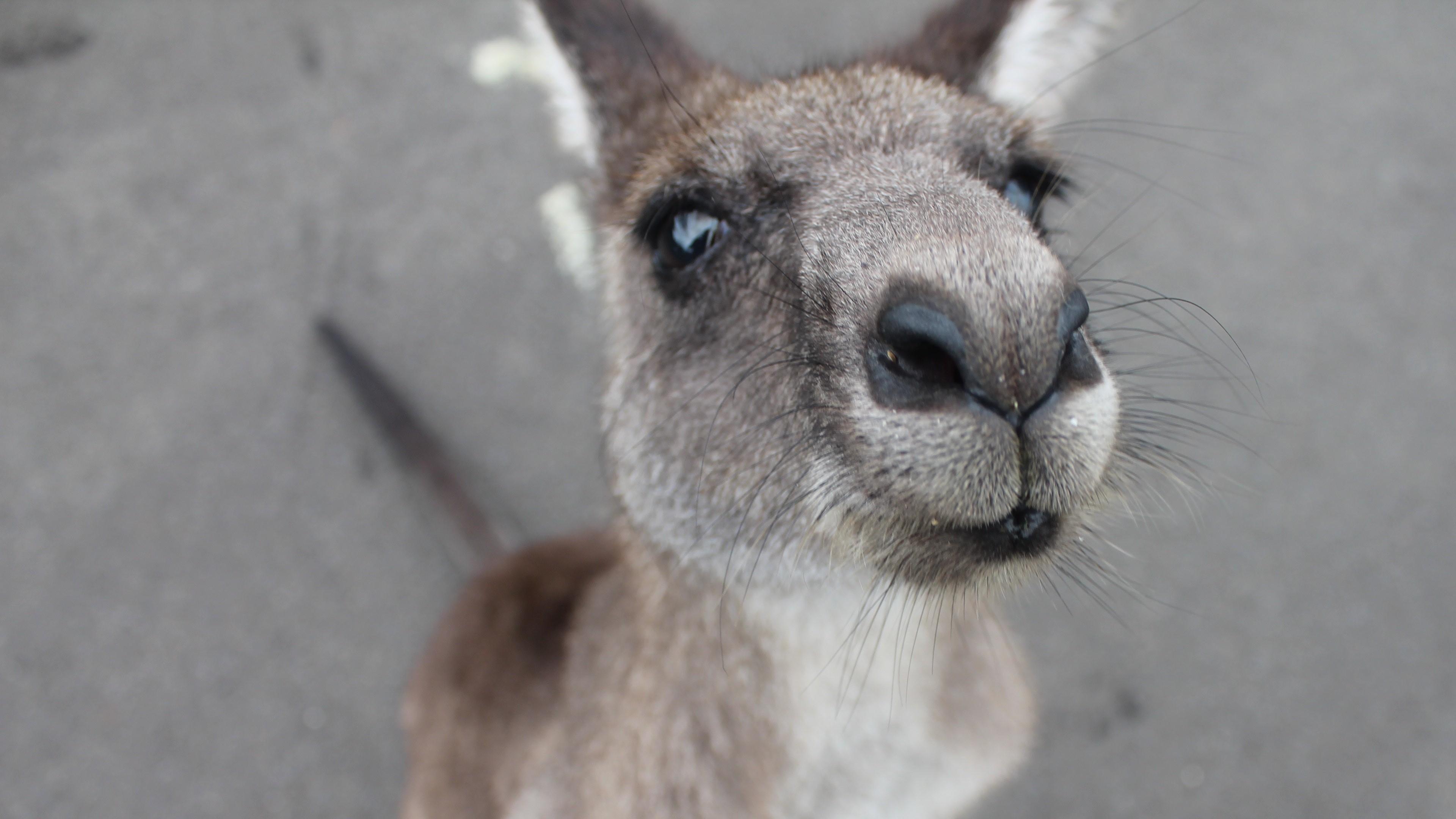 Baby Kangaroo Face 4K Wallpaper