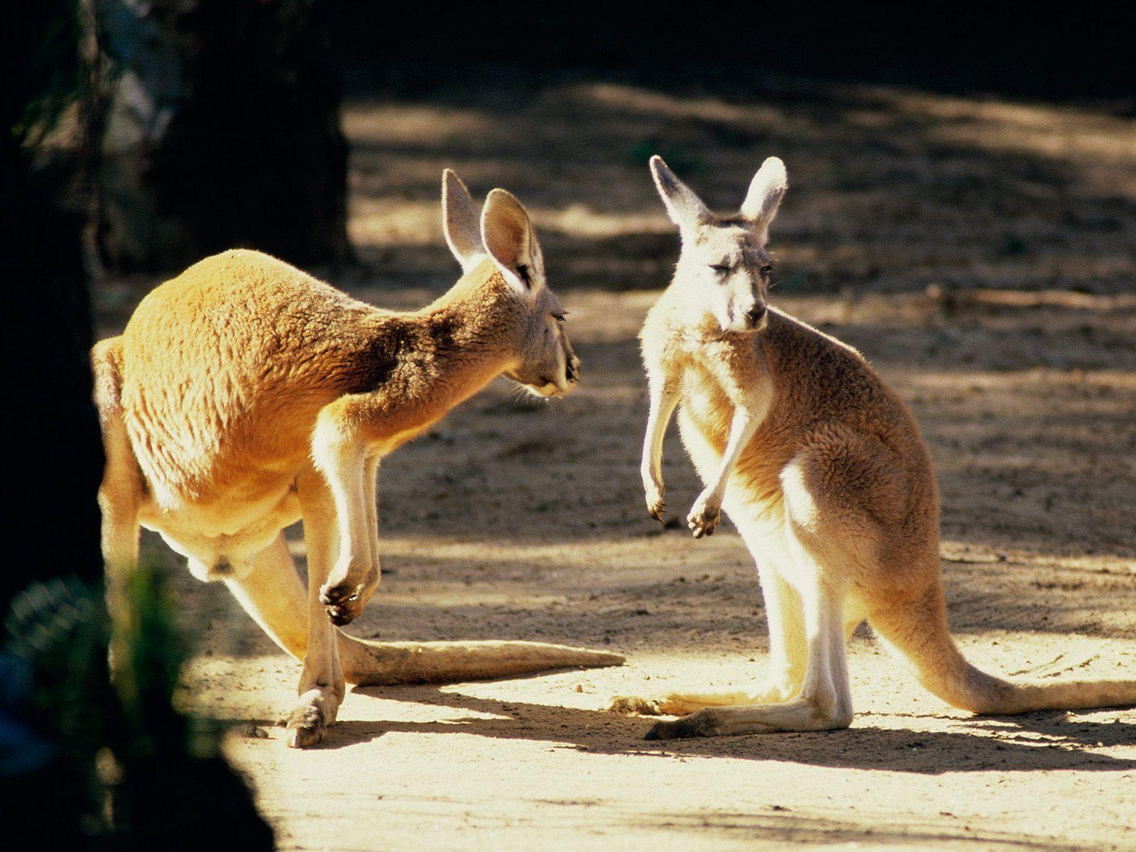 Click here to download in HD Format >> Kangaroo Conversation