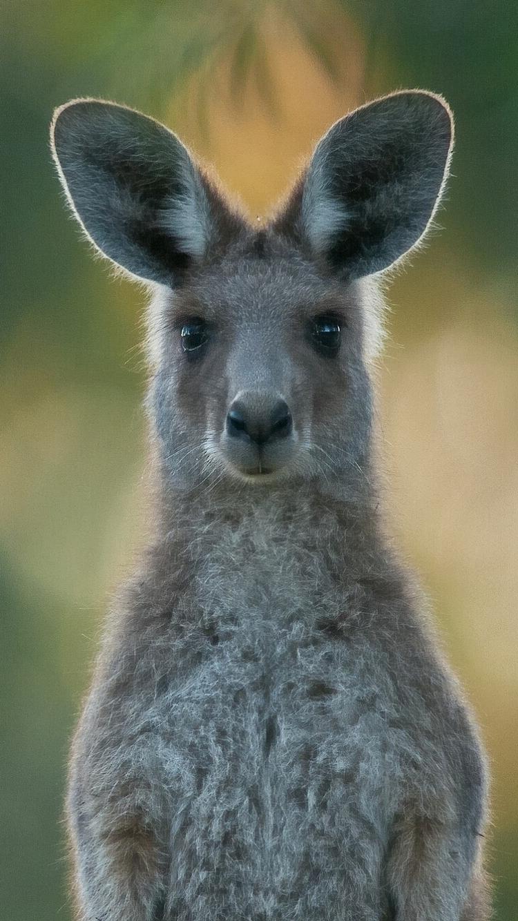Animal Kangaroo (750x1334) Wallpaper