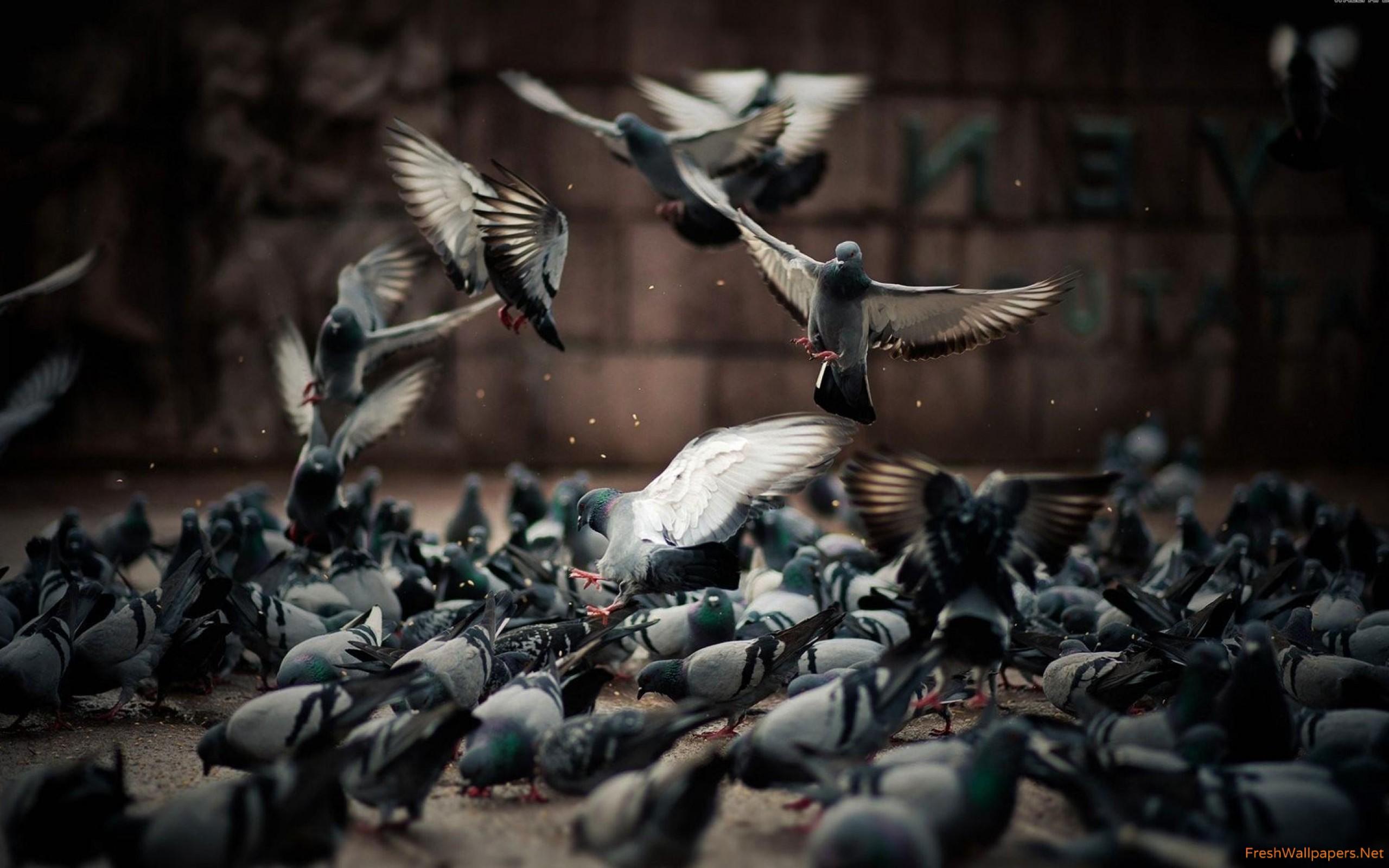 Pigeons wallpaper