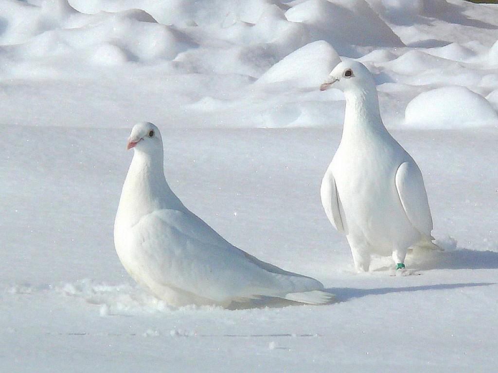 Picture of Two White Pigeons Wallpaper
