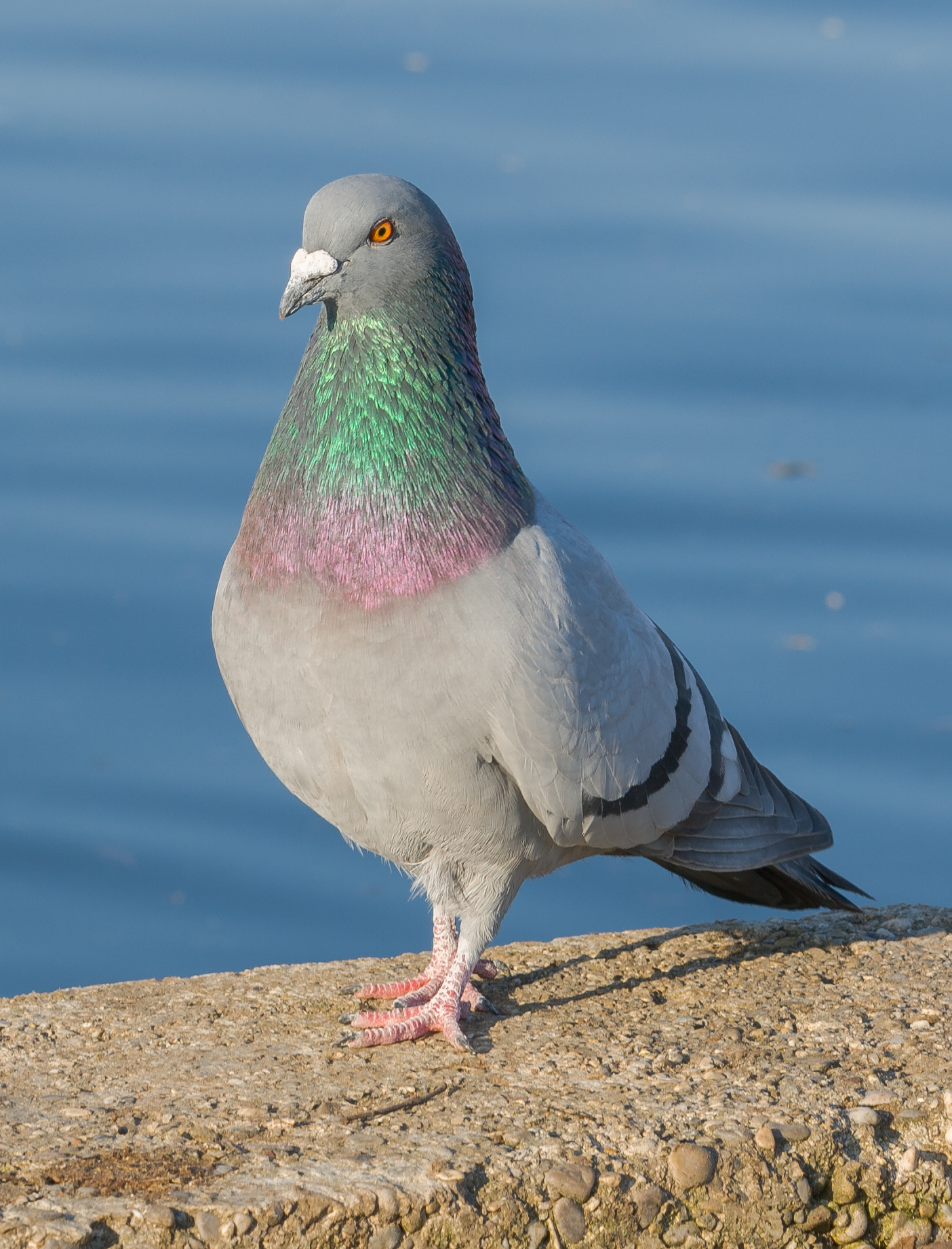 Rock Dove Bird (Pigeon) Photo, HD Image Free Download