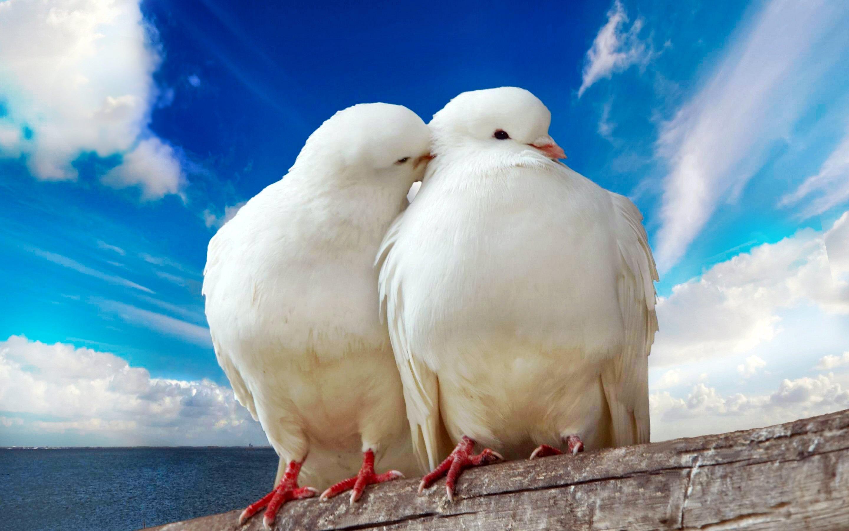 White pigeons couple wallpaper