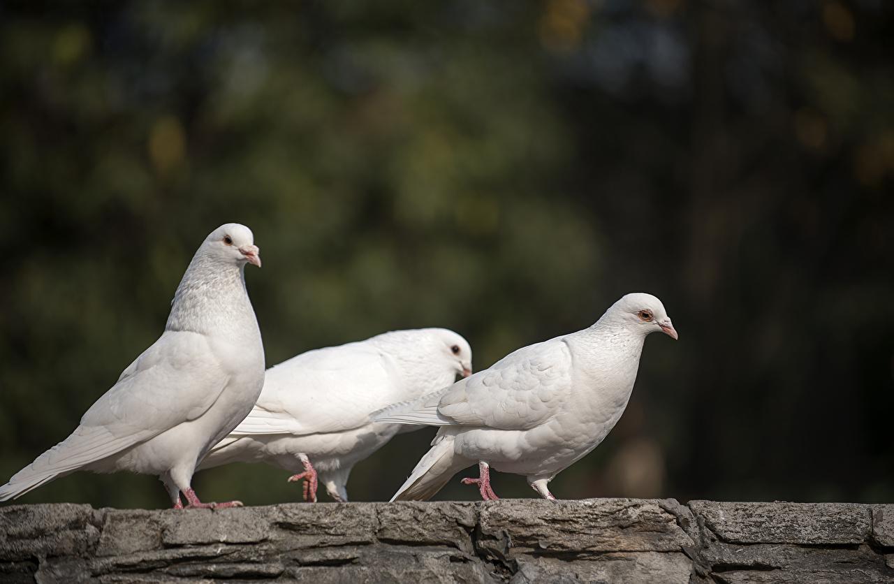 Wallpaper Birds Pigeons White Three 3 Animals