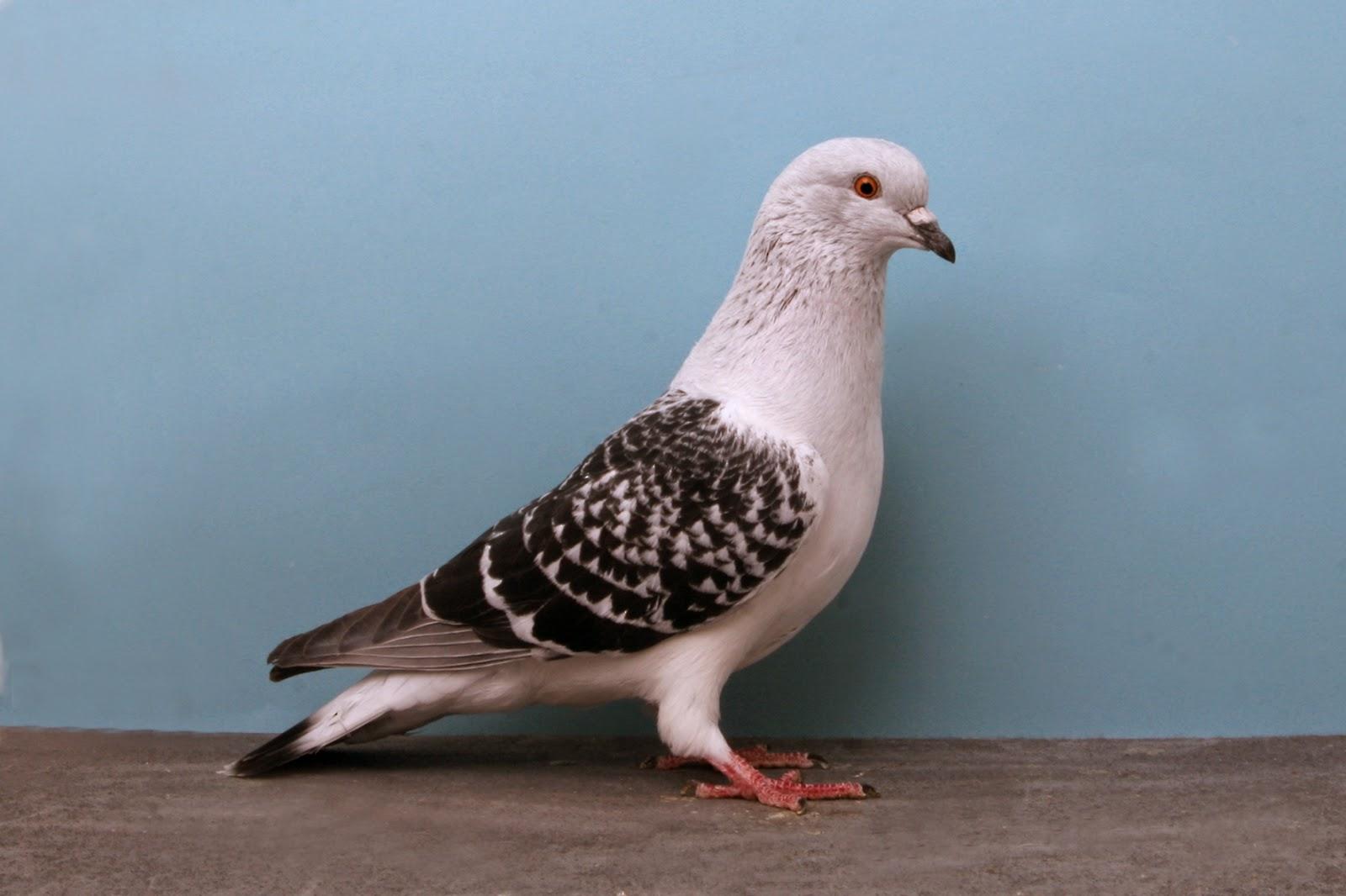 Homing Pigeon Wallpaper
