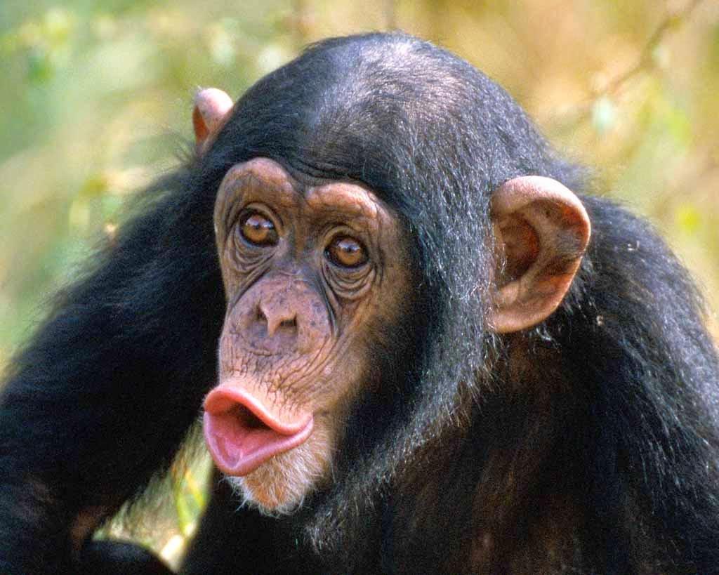 Animals World: wallpaper of animal chimpanzee face gallery