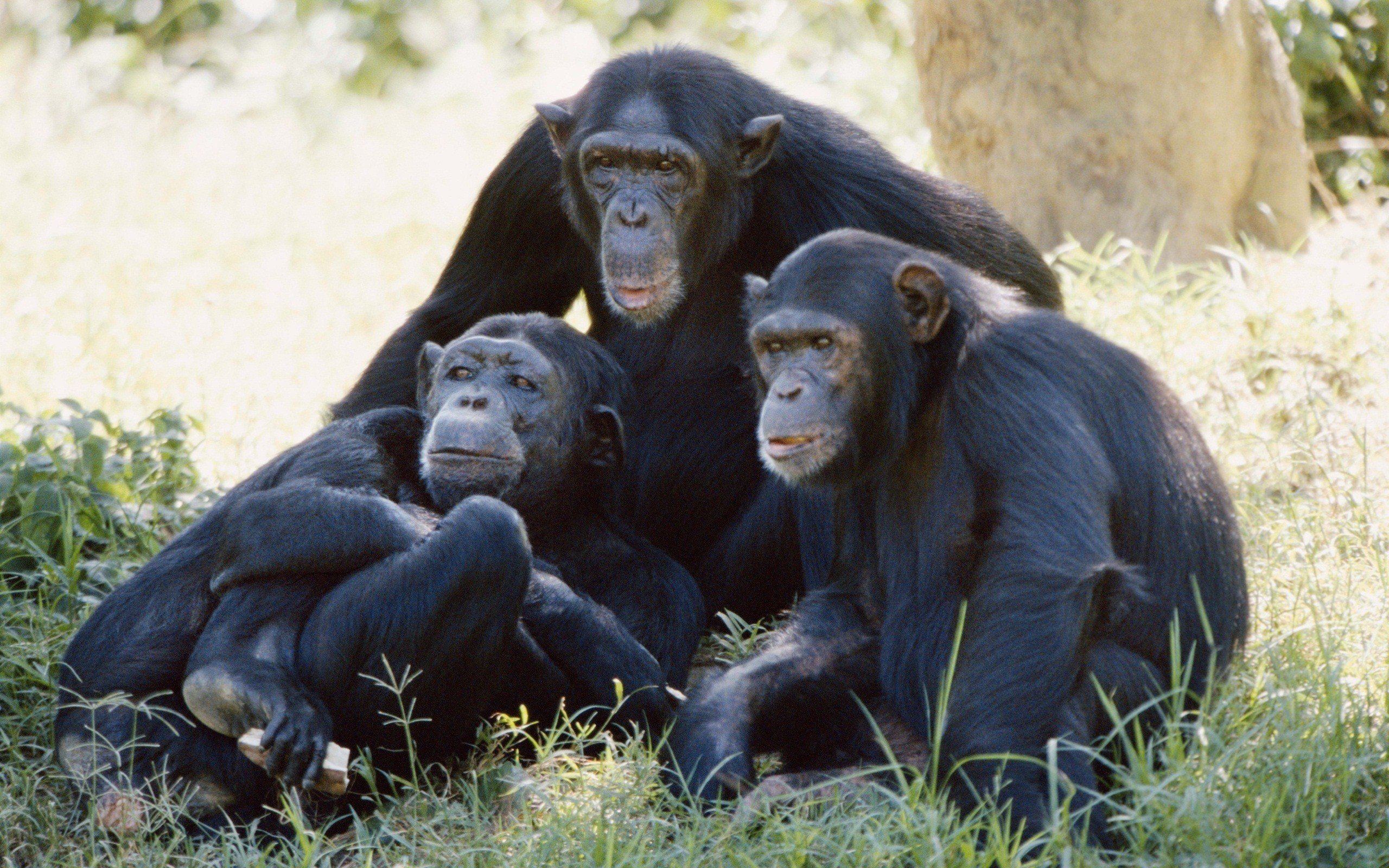 HD Chimpanzee Family Wallpaper