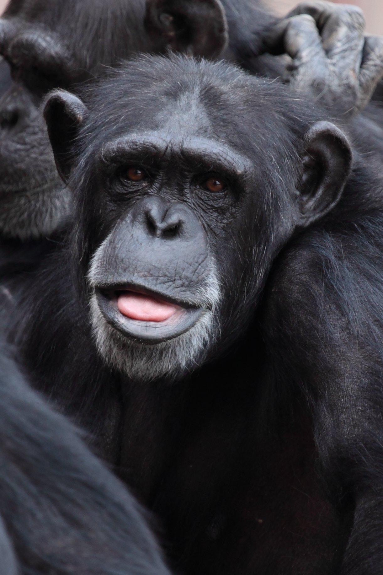 Black Chimpanzee · Free