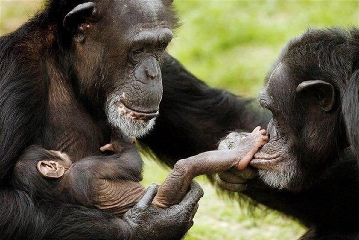 Baby chimpanzee wallpaper