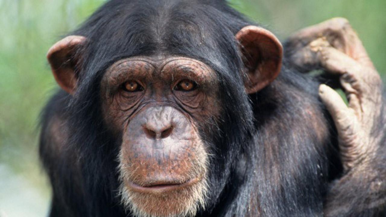 Download】99 Chimpanzee 4K High Quality Picture & Wallpaper 2018