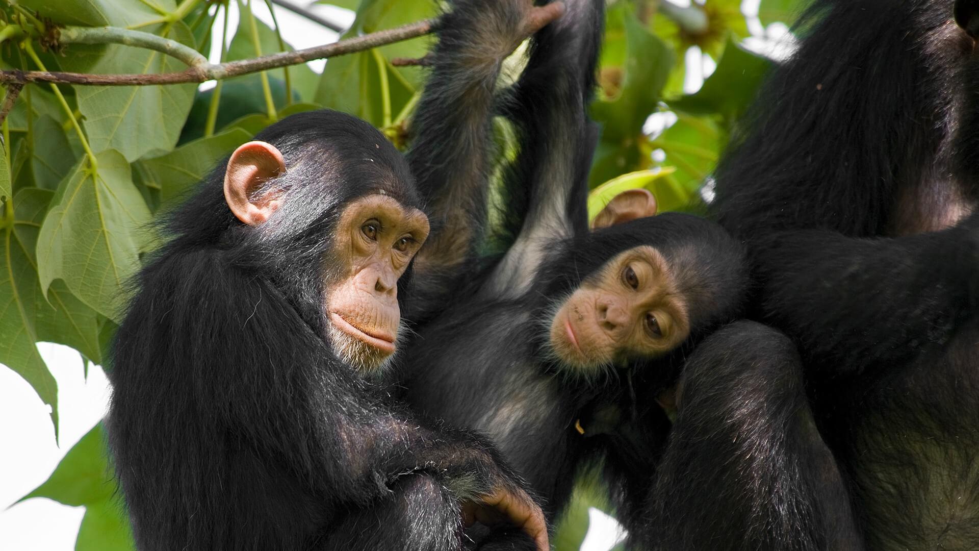 free screensaver wallpaper for chimpanzee