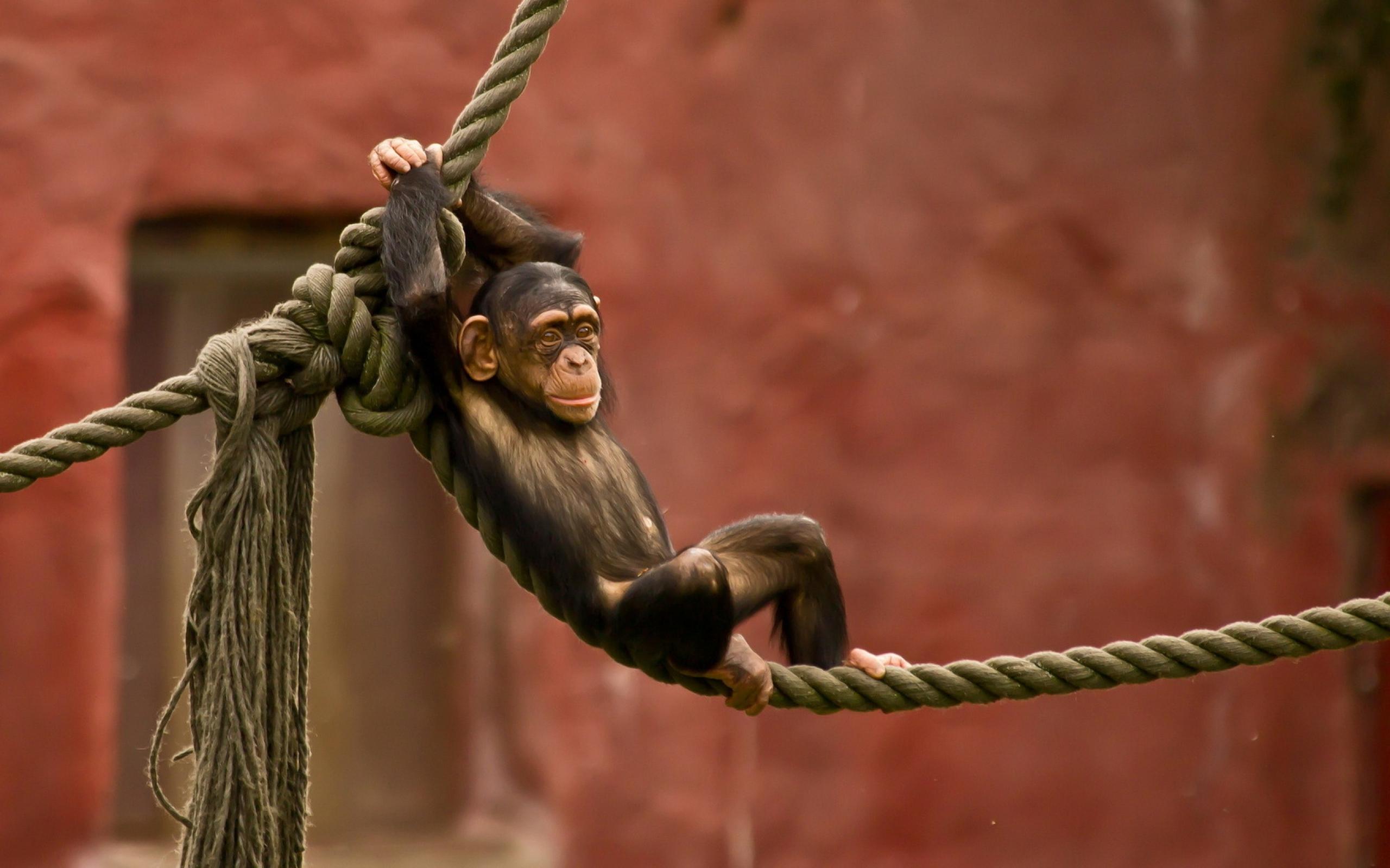 Chimpanzee Chilling On A Rope Wallpaperx1600