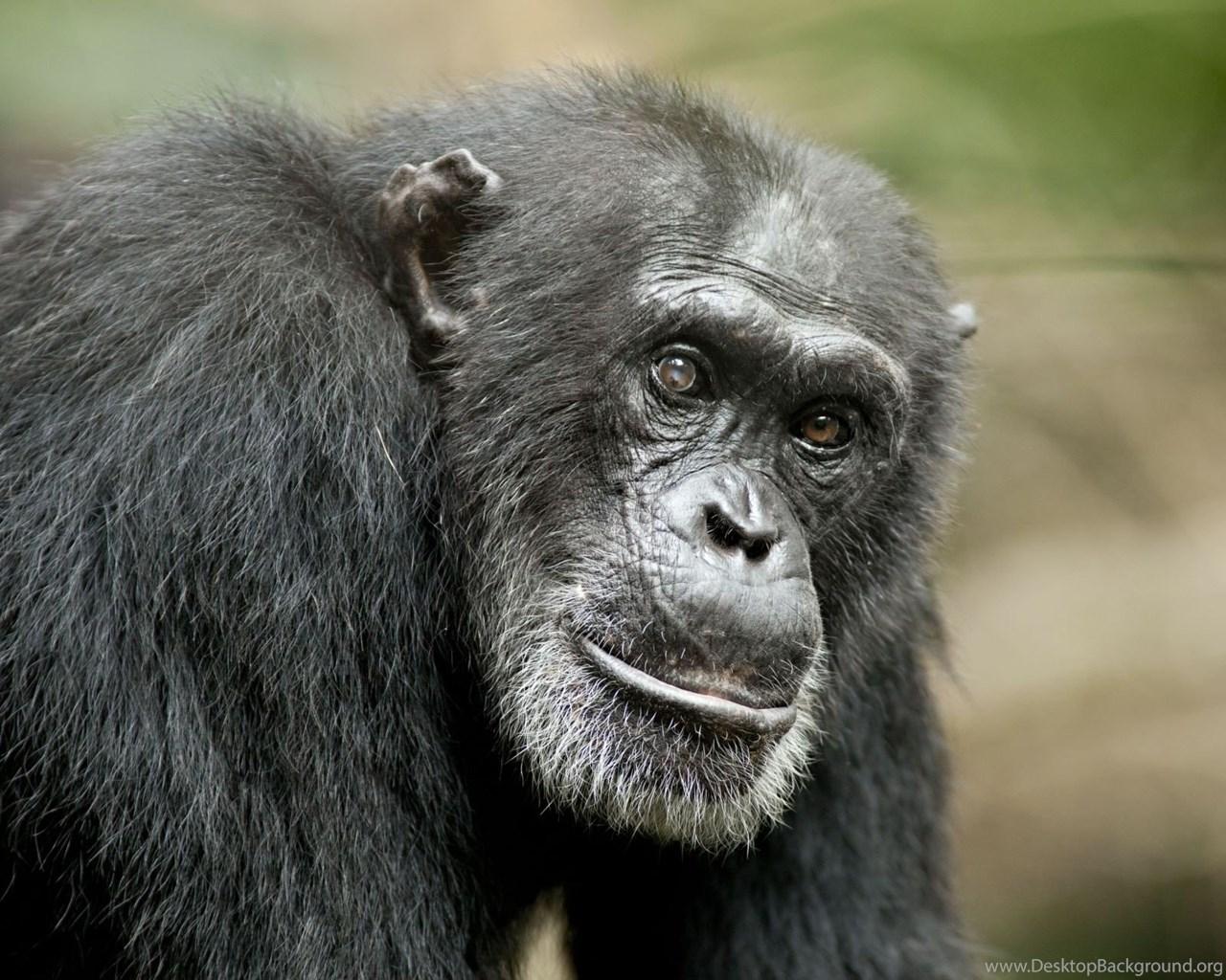 Picture Of Chimpanzee Cool Wallpaper Desktop Background