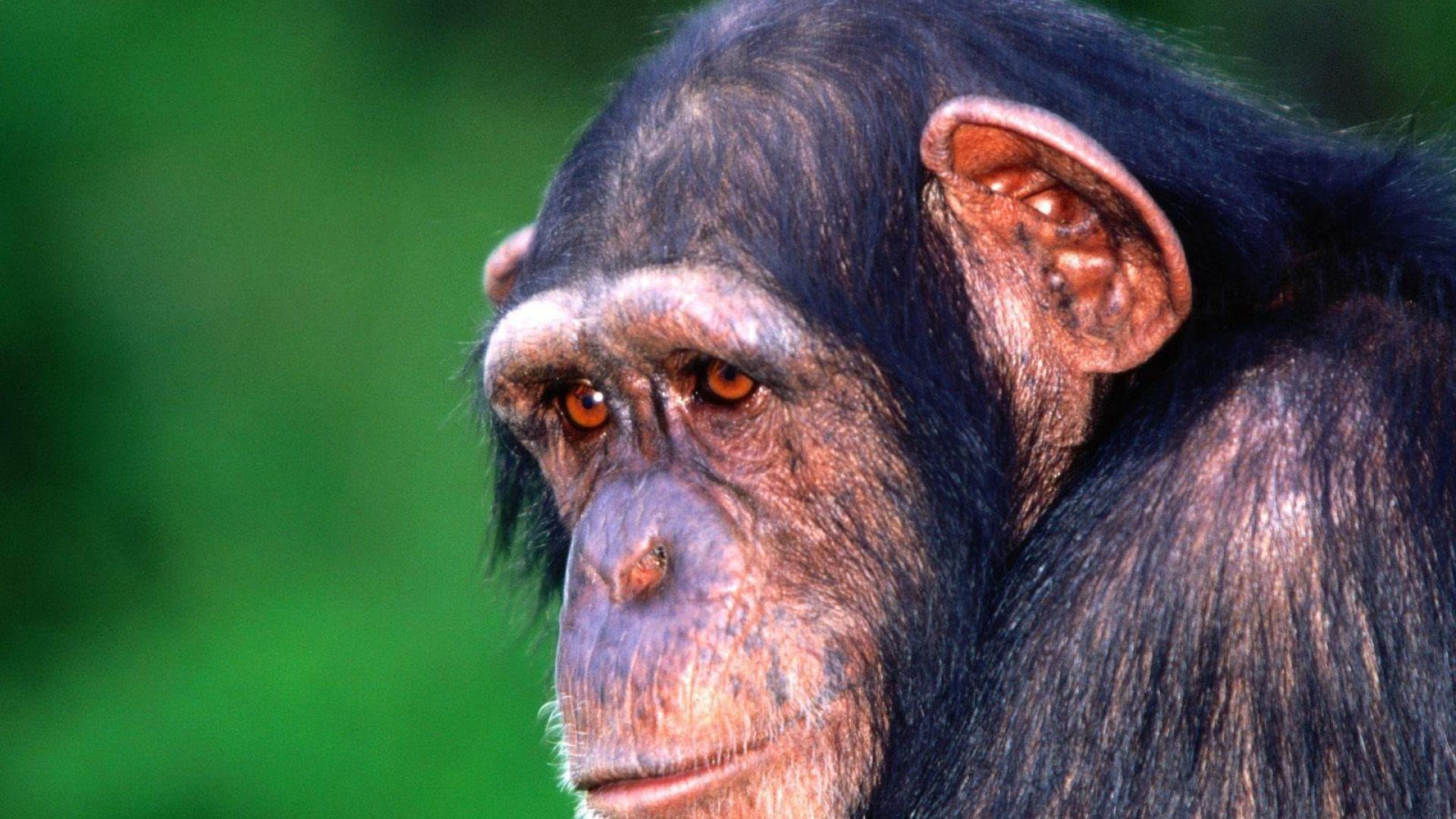 Sad monkey chimpanzee wallpaper and image, picture