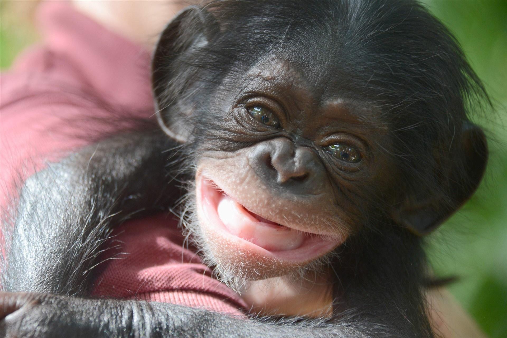 Animal Chimpanzee Baby Image HD Wallpaper Home Revolution