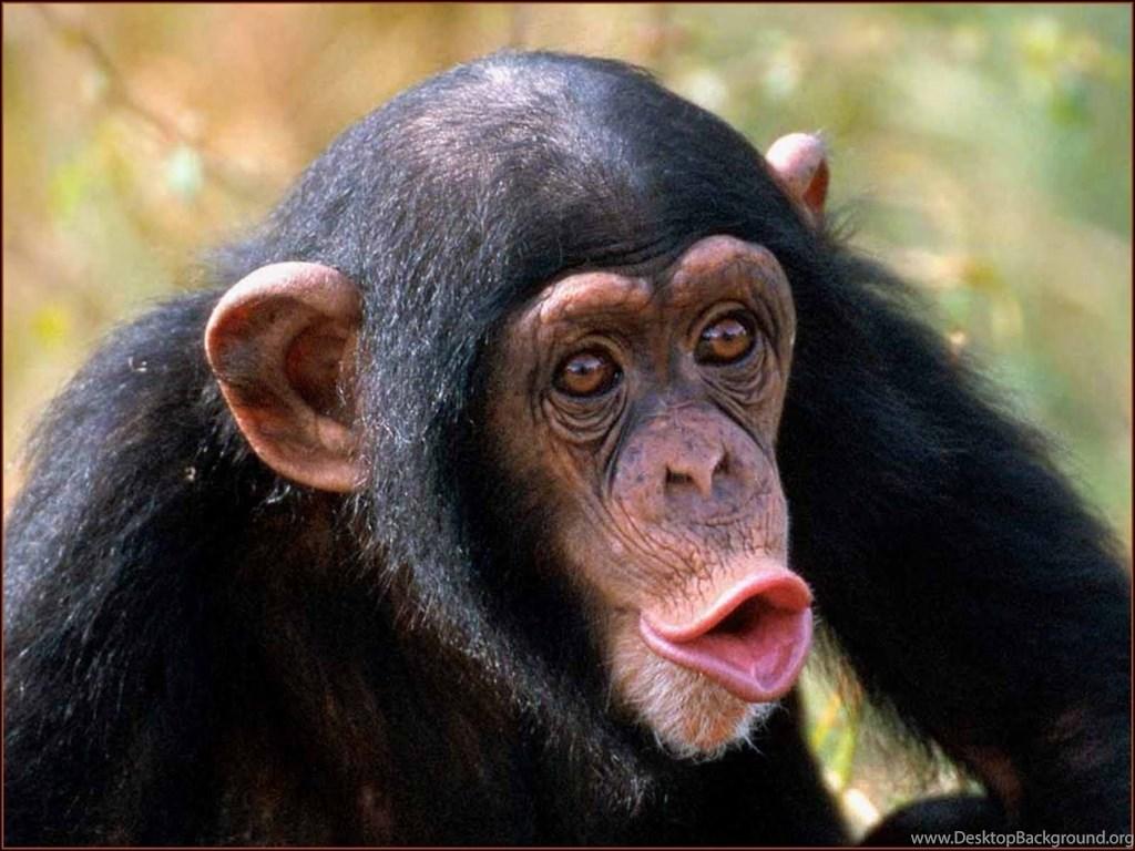 Chimpanzee HD Wallpaper Image Picture Photo Download