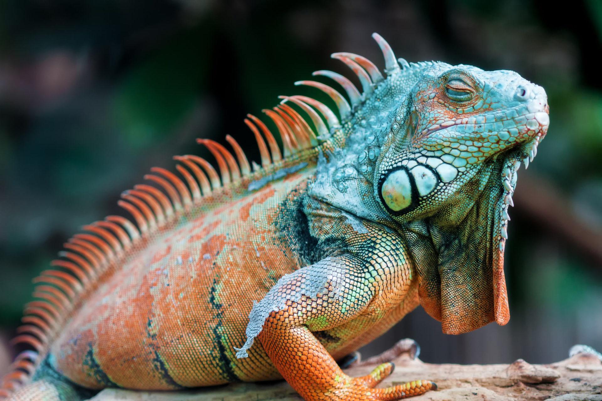 Iguana Wallpapers Wallpaper Cave