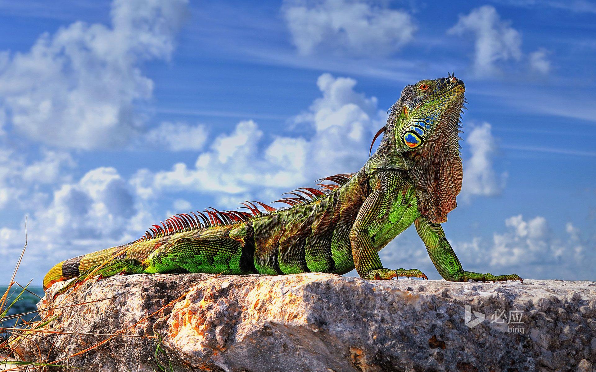 Common iguana in the Florida Keys wallpaper. Common iguana in