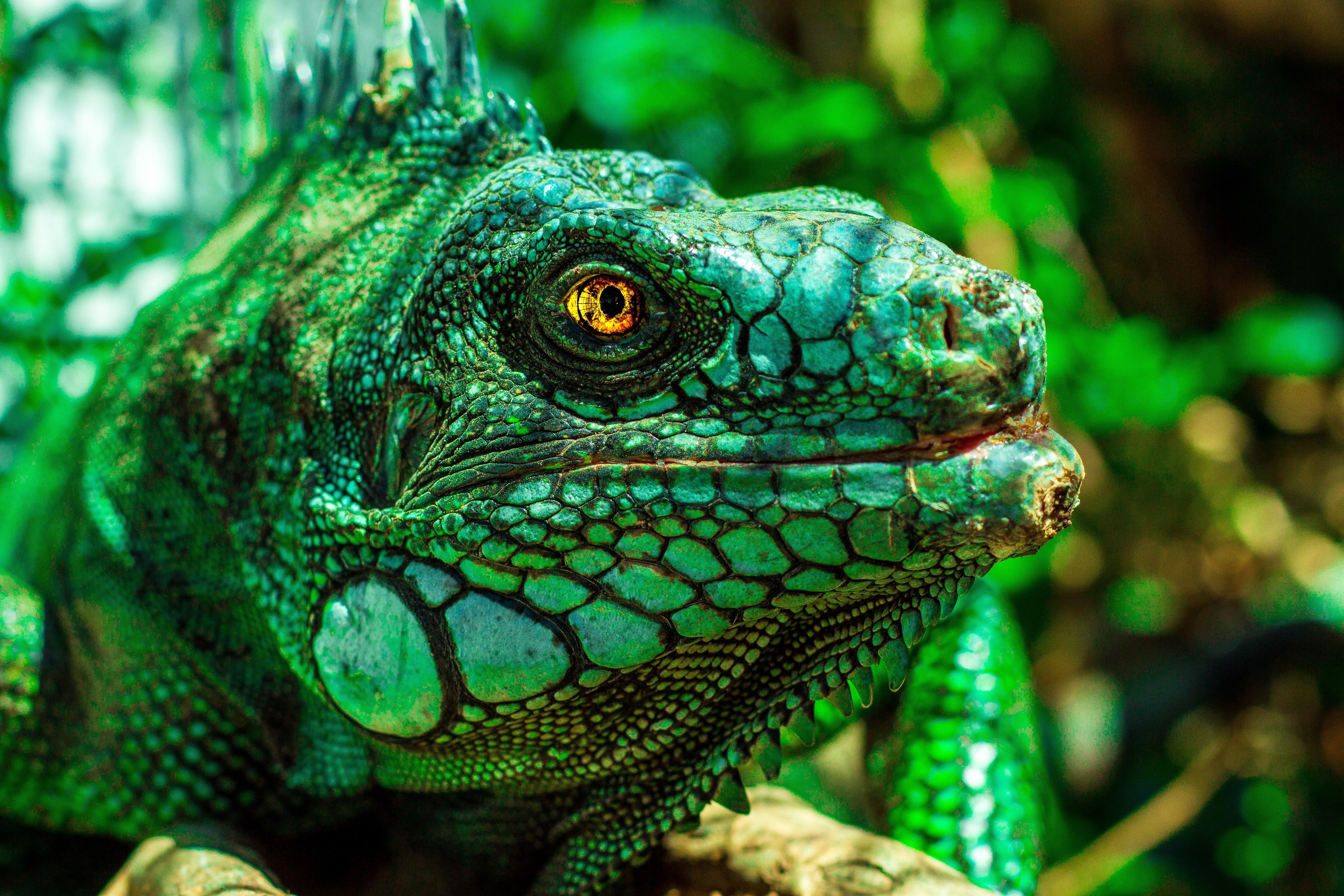 wallpaper desktop iguana