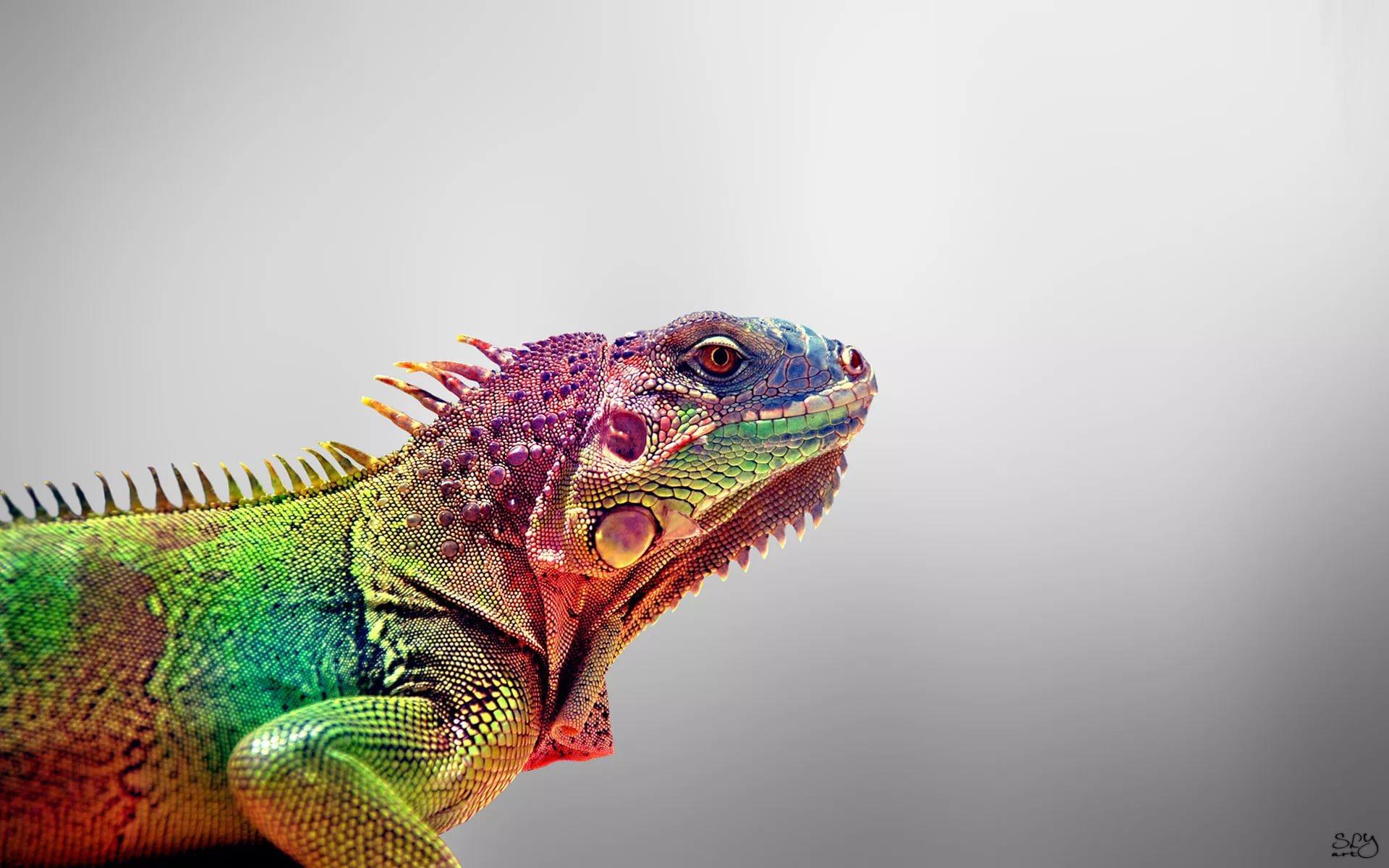Iguana HD Wallpaper free