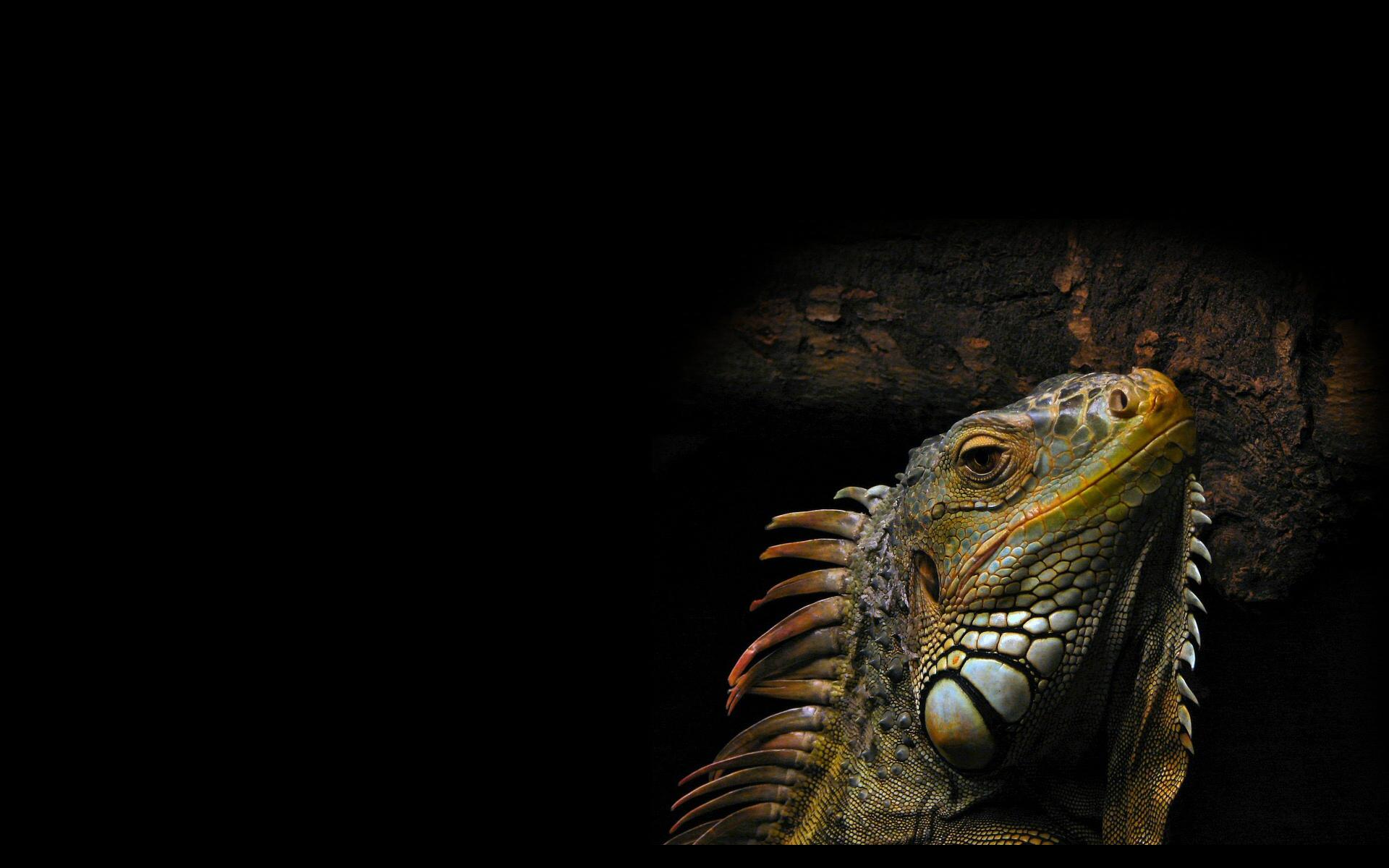 Animals Reptiles Iguana Wallpaper