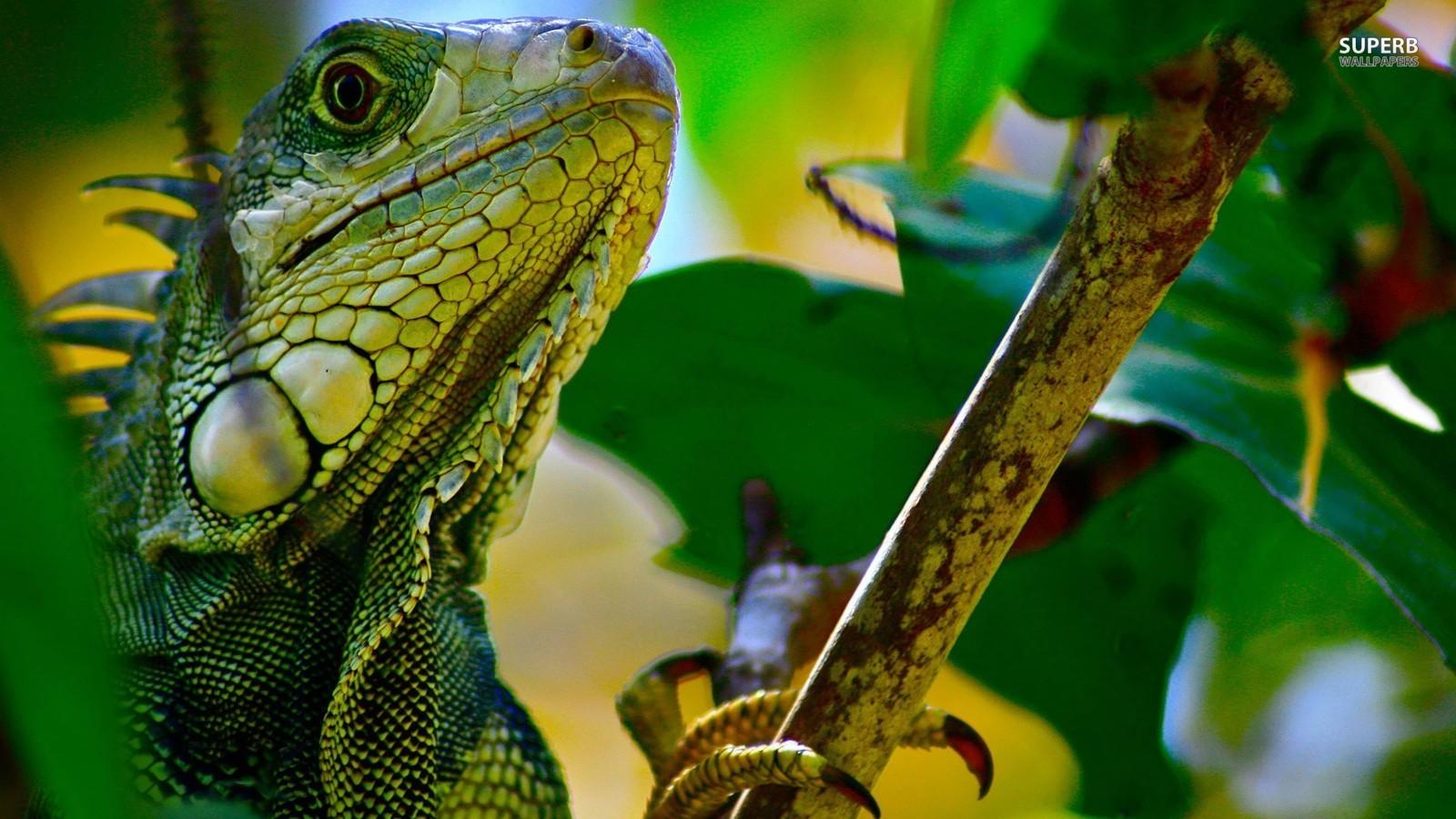 lizards image Iguana HD wallpaper and background photo