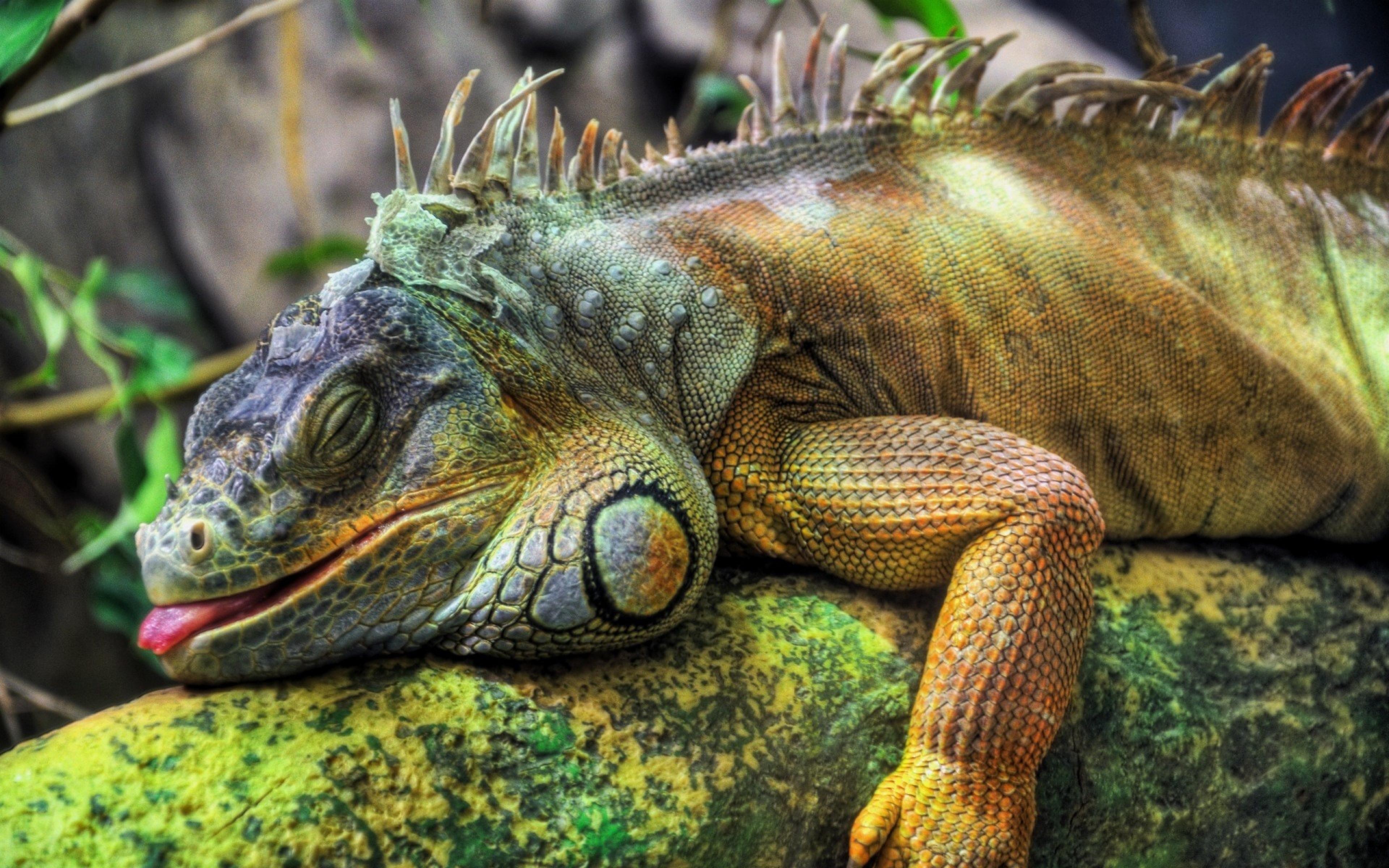 Free Download Superior Picture, 24 Iguana 100% Quality HD Wallpaper
