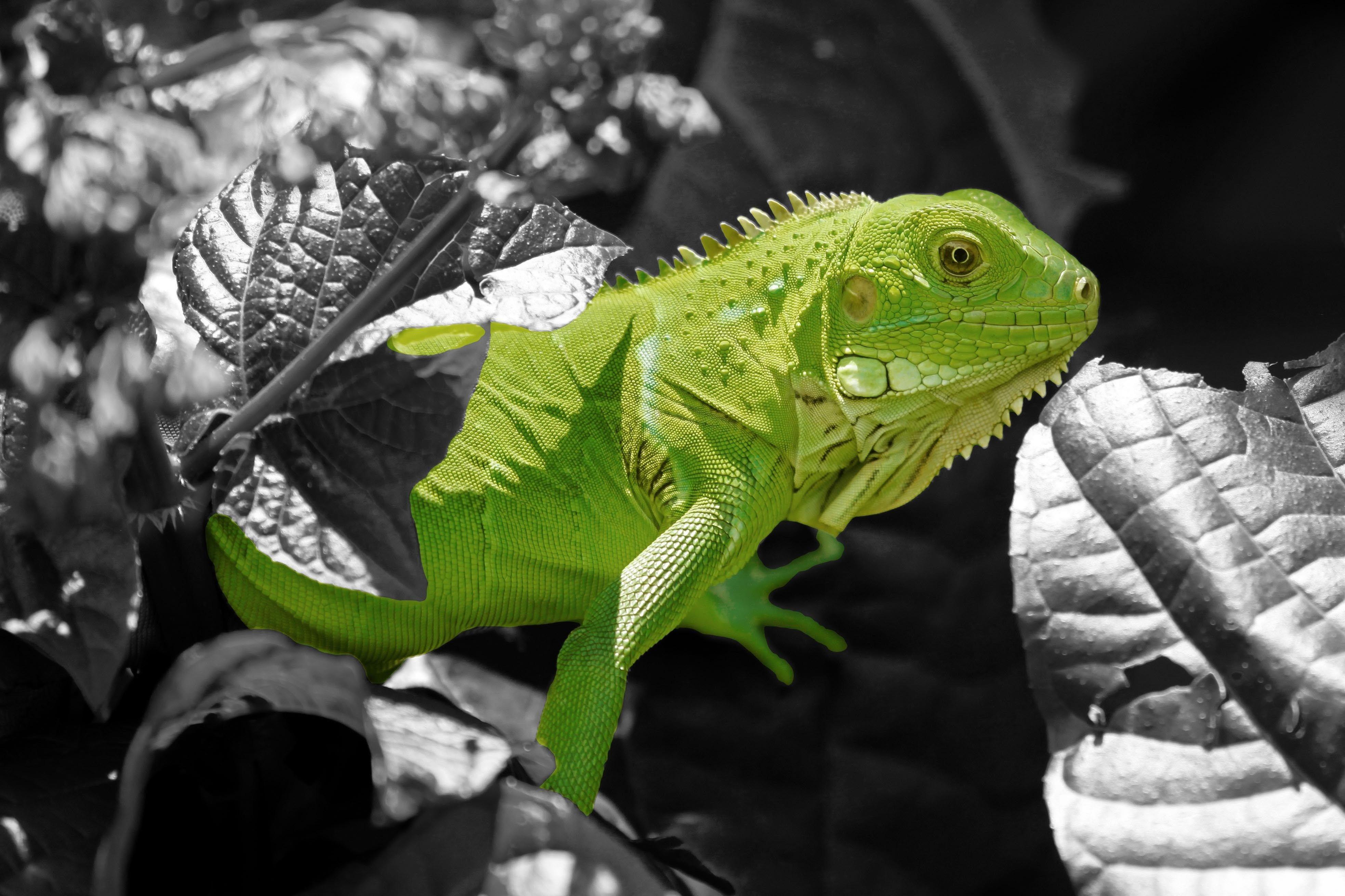Iguana Wallpaper Group , Download for free