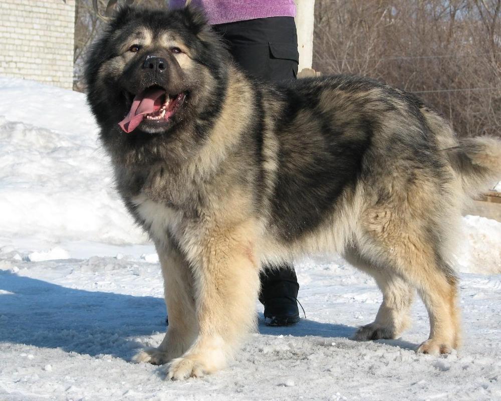Caucasian Shepherd Dog New HD Wallpaper for Android
