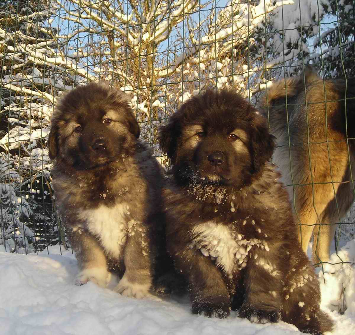 Caucasian Shepherd dogs winter photo and wallpaper. Beautiful