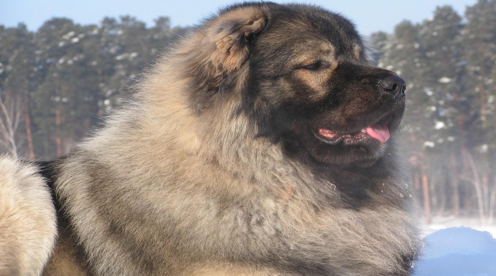 Huge Dogs Once Used For Hunting Bears Are The Most Massive Pups We