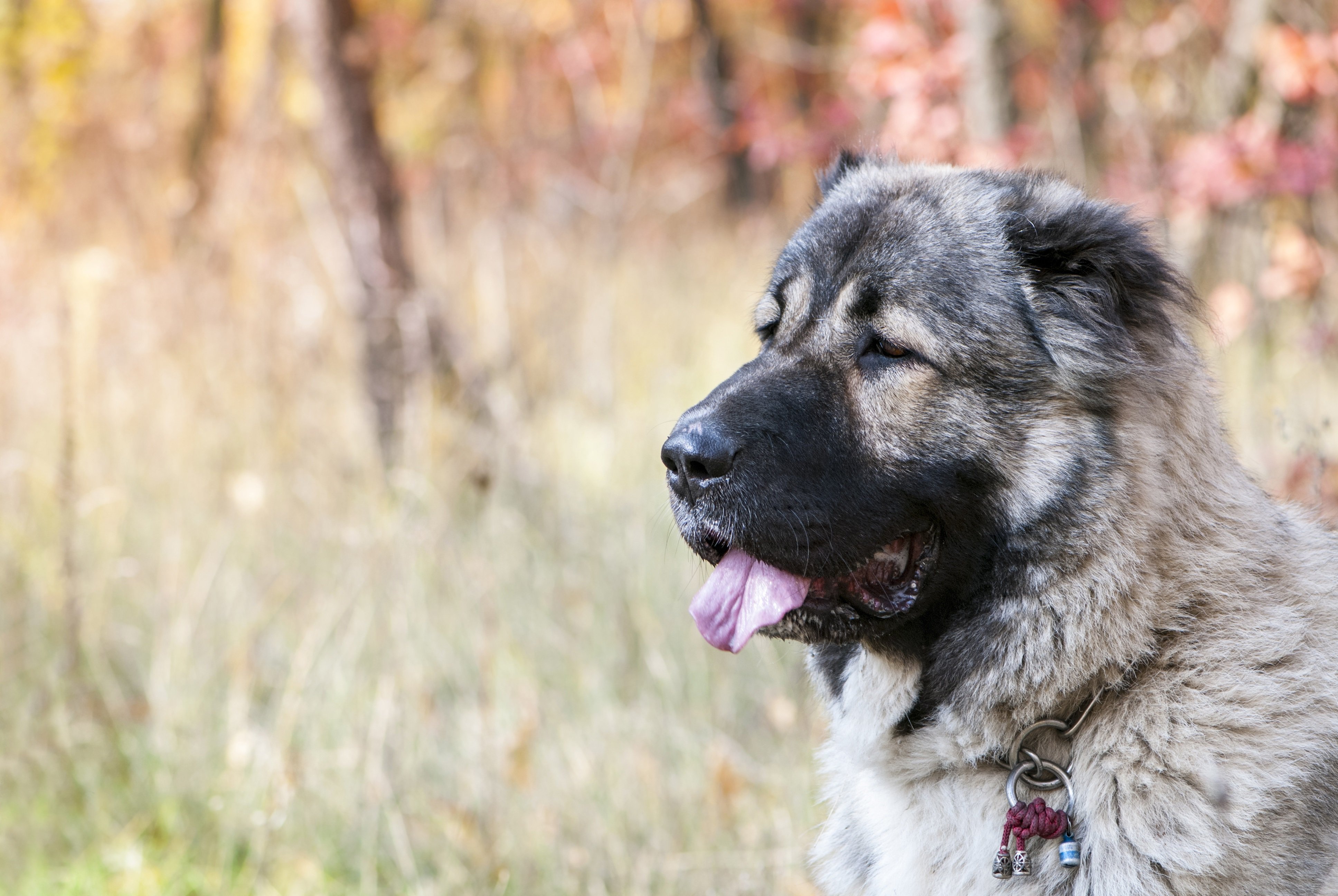 Caucasian Shepherd Dog Breed Information & Picture