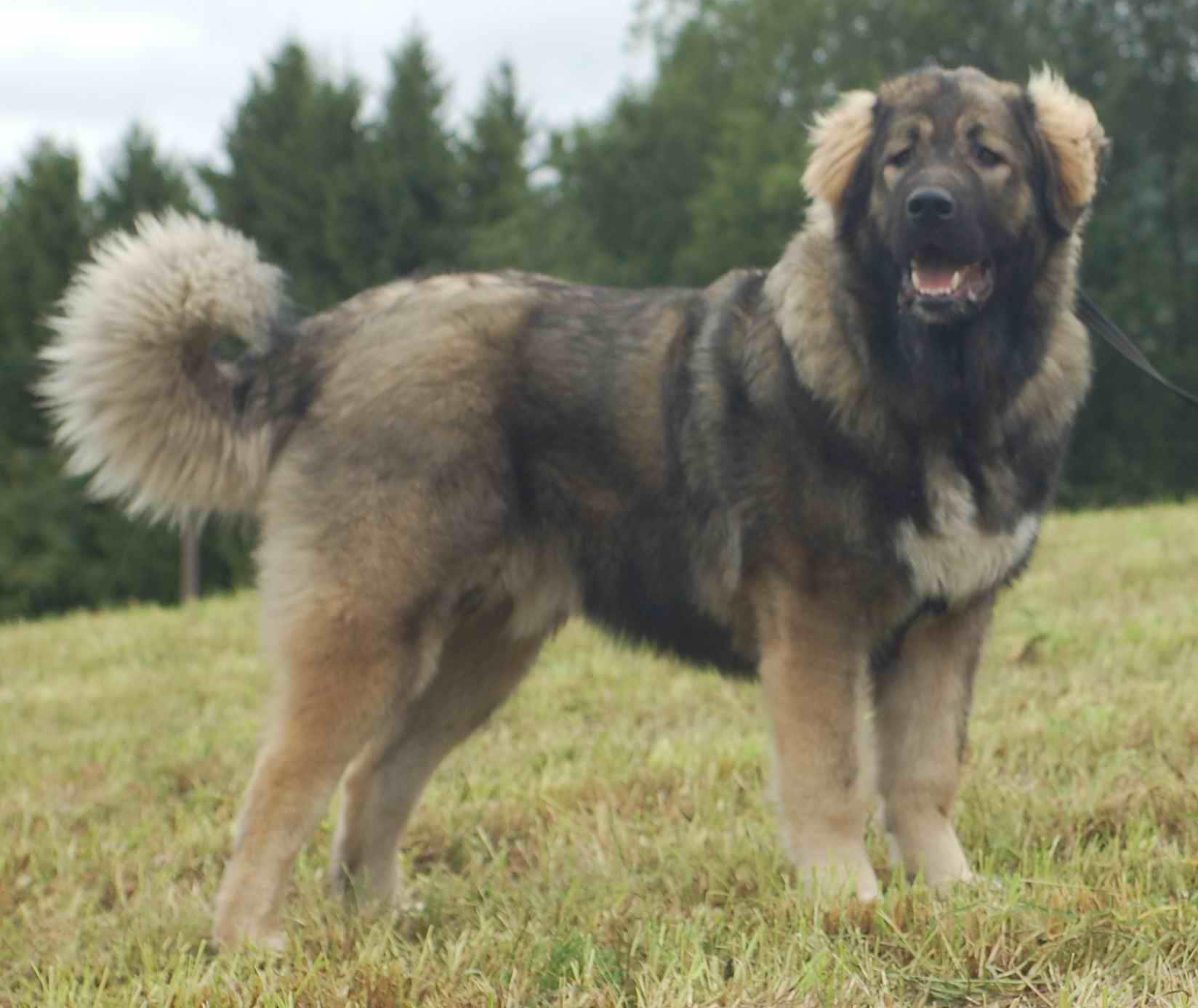 Caucasian Shepherd Wallpapers Wallpaper Cave